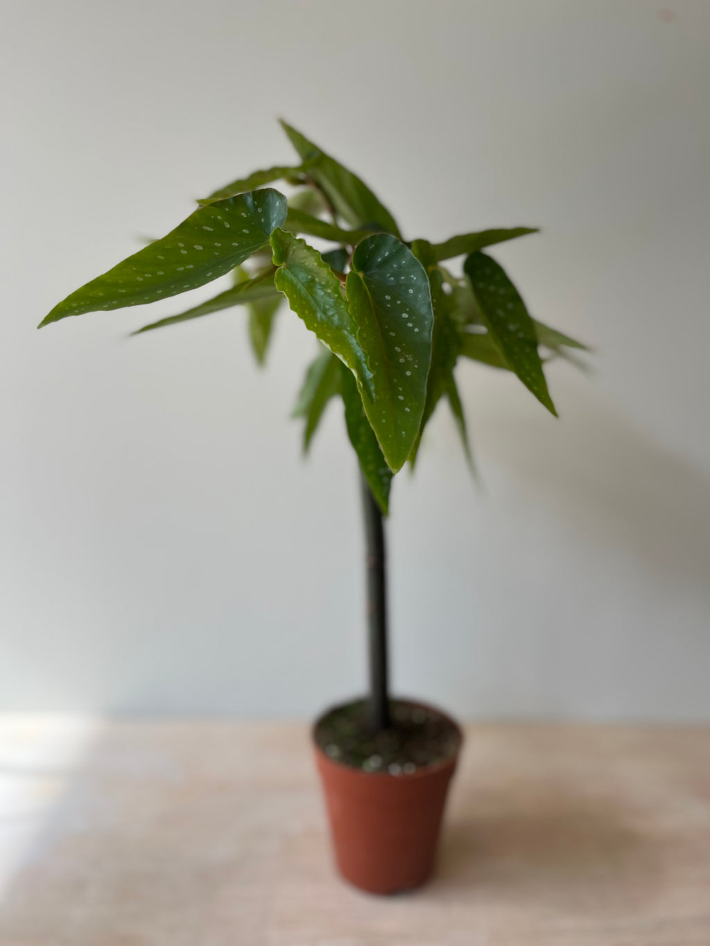 Bamboo Begonia