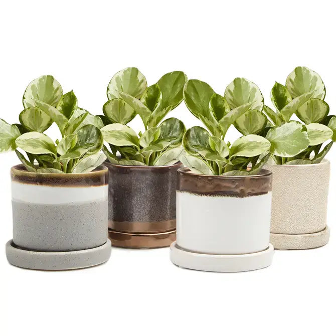 Minute - Glazed Modern Ceramic Pot with Saucer: Blue Aqua / 5"