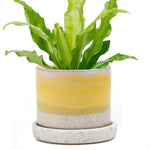 Minute - Glazed Modern Ceramic Pot with Saucer: Blue Aqua / 5"