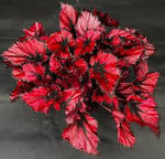 Begonia Kohala Red