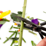 Plant Pruning Scissors - Edward Ikebana Garden Shears