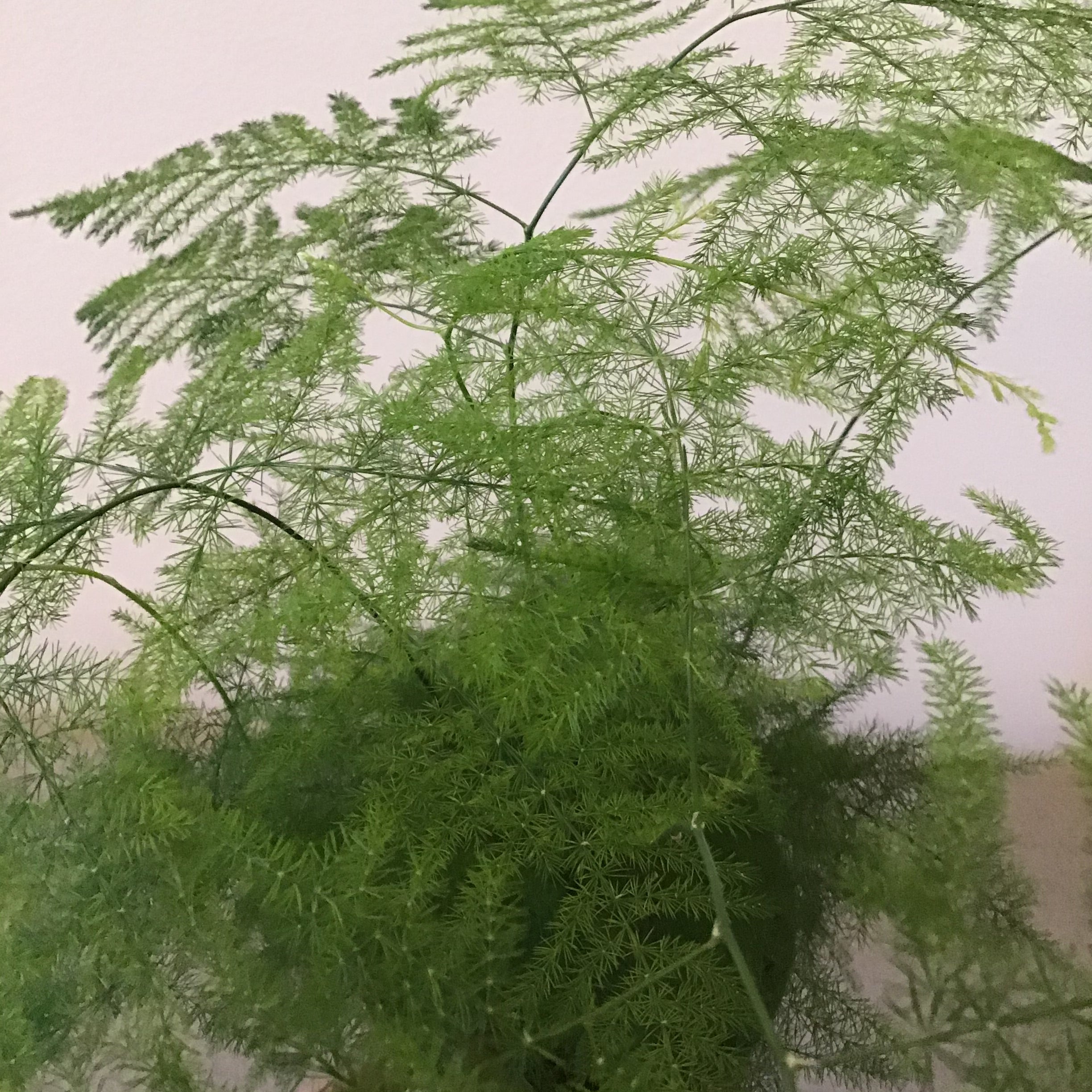 Asparagus Setaceus Large