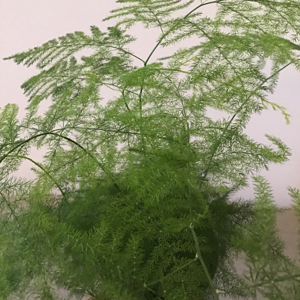 Asparagus Setaceus Large