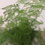 Asparagus Setaceus Large