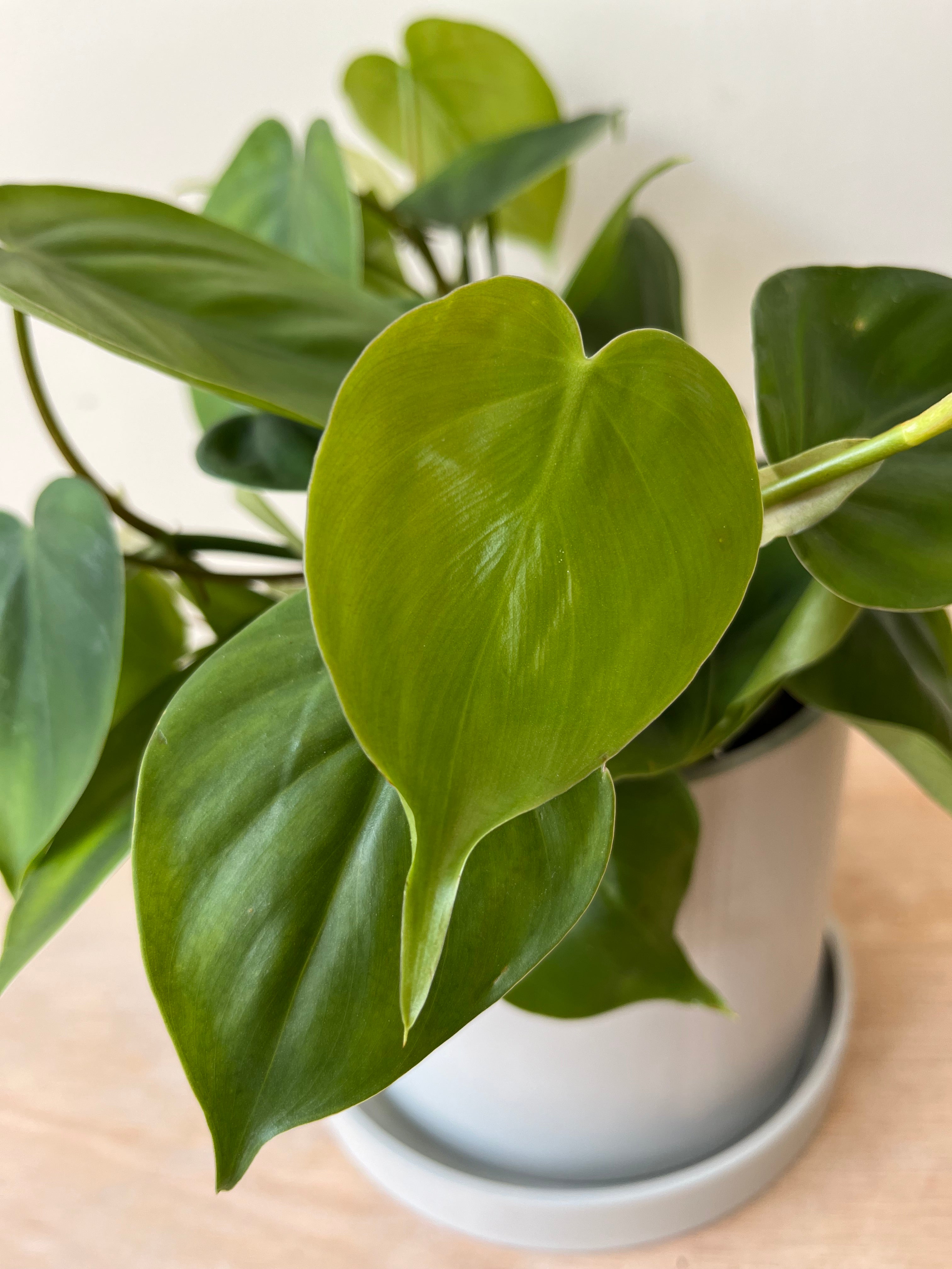 Philodendron Scandens (12cm pot)