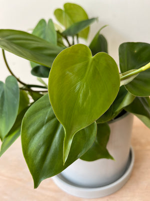 Philodendron Scandens (12cm pot)