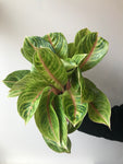 Aglaonema (19cm pot)