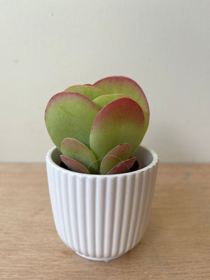 Kalanchoe Thysiflora