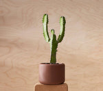 BOTANY porcelain Plant Pot SMALL: Graphite Black