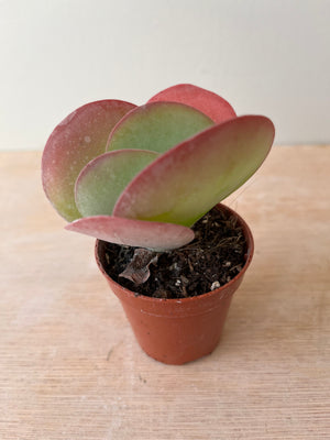 Kalanchoe Thysiflora