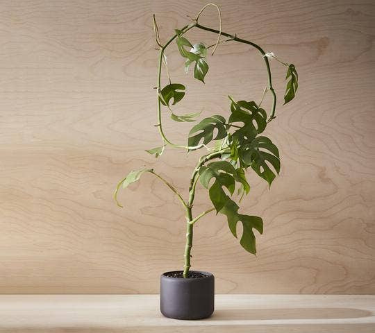 BOTANY porcelain Plant Pot SMALL: Graphite Black
