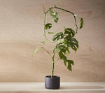 BOTANY porcelain Plant Pot SMALL: Graphite Black