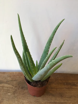 Aloe Vera