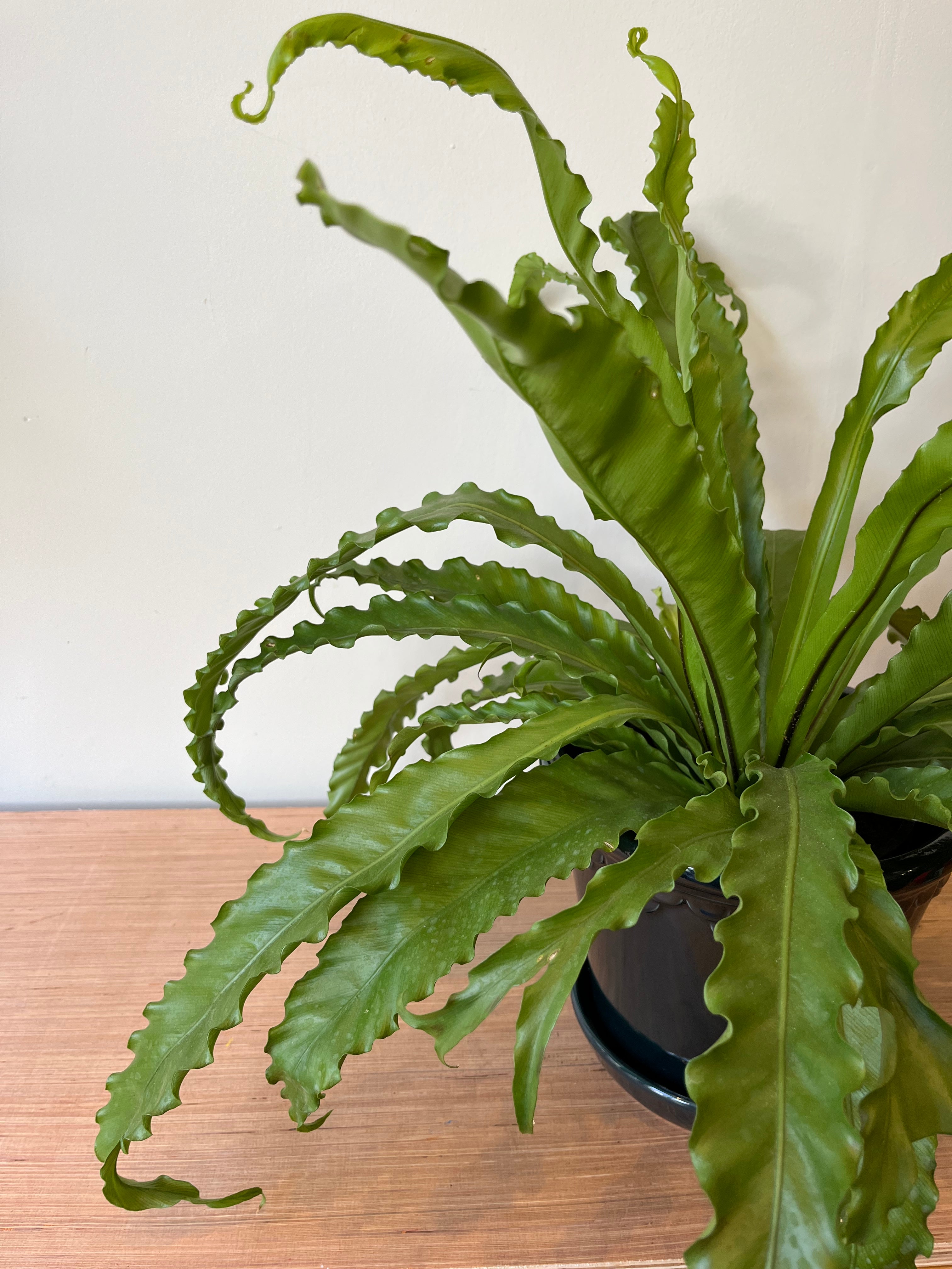 Asplenium Antiquum Osaka