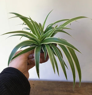 Chlorophytum Variegatum (12cm pot)