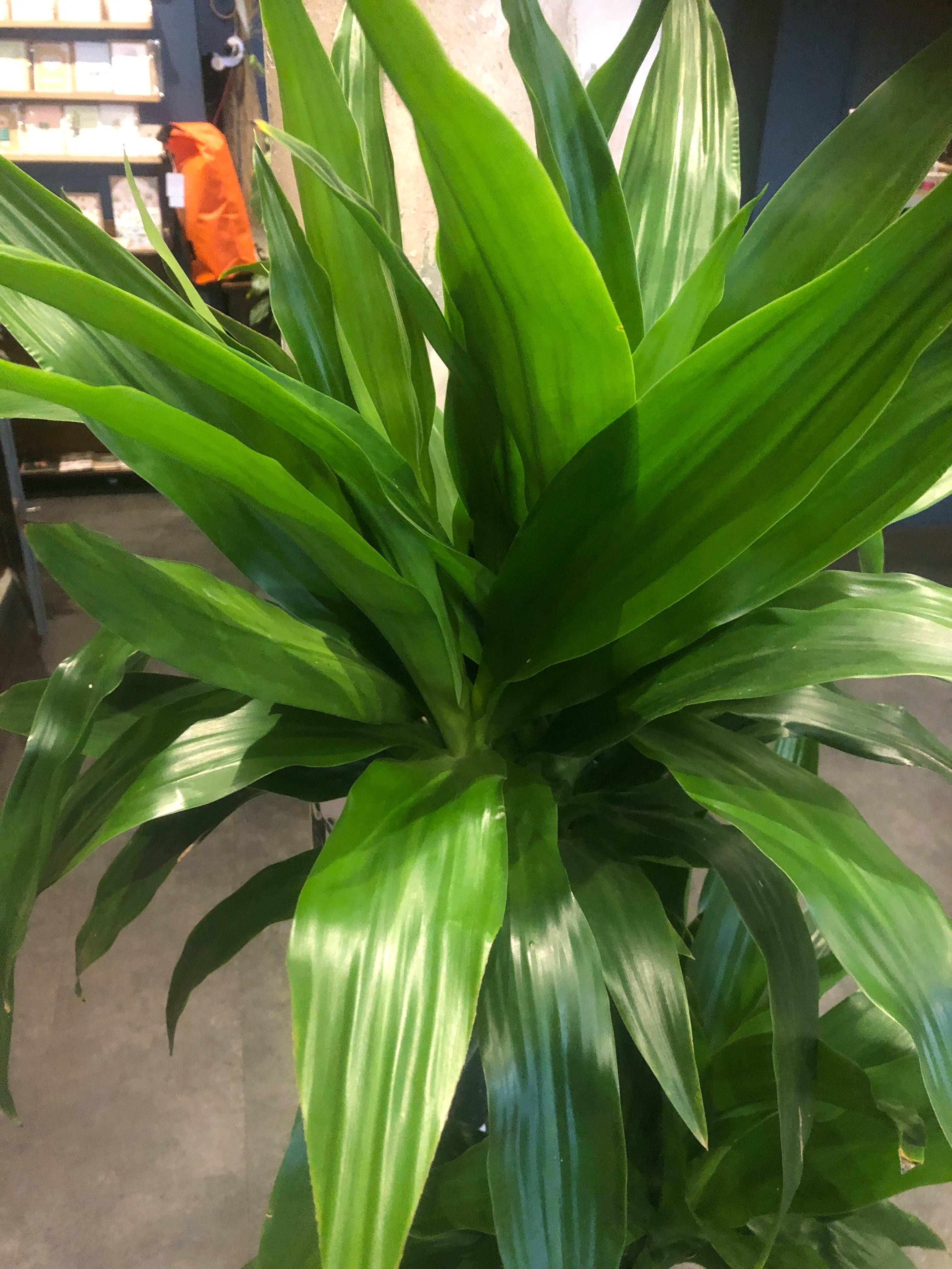 Dracaena Janet Craig (24cm pot)
