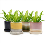 Minute - Glazed Modern Ceramic Pot with Saucer: Blue Aqua / 5"