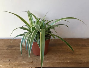 Chlorophytum Variegatum (12cm pot)