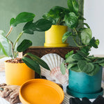 Ocean plant pot 13cm