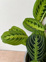 Maranta Lemon & Lime