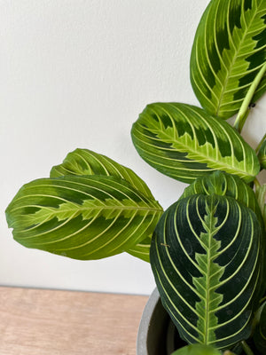 Maranta Lemon & Lime