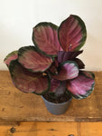 Calathea Roseopicta Rosy