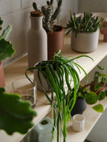 BOTANY porcelain Plant Pot SMALL: Graphite Black