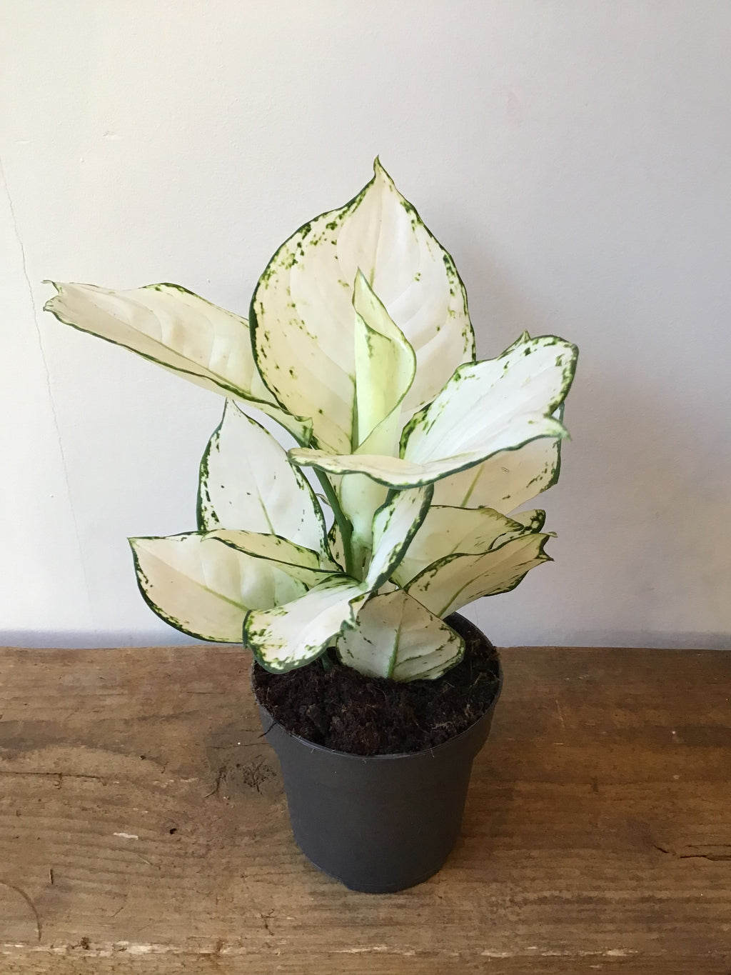 Aglaonema (12cm pot)