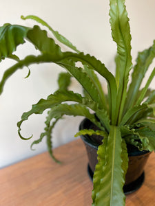 Asplenium Antiquum Osaka