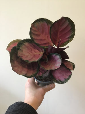 Calathea Roseopicta Rosy