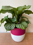 Calathea Orbifolia