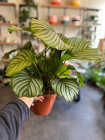 Calathea Orbifolia