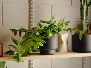 BOTANY porcelain plant pot MEDIUM: Graphite Black