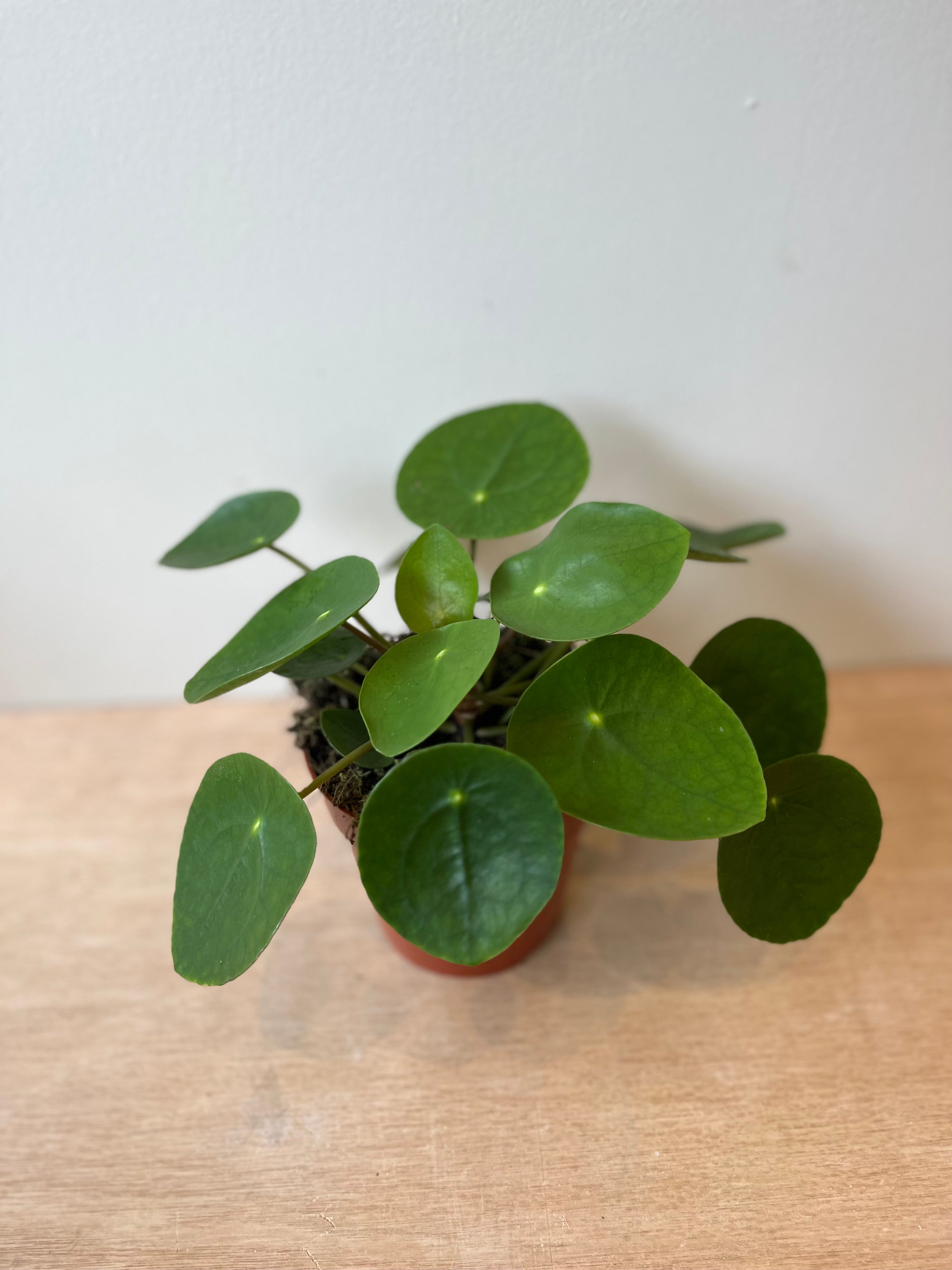 Pilea Peperomoides Medium