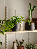 BOTANY porcelain plant pot LARGE: Graphite Black