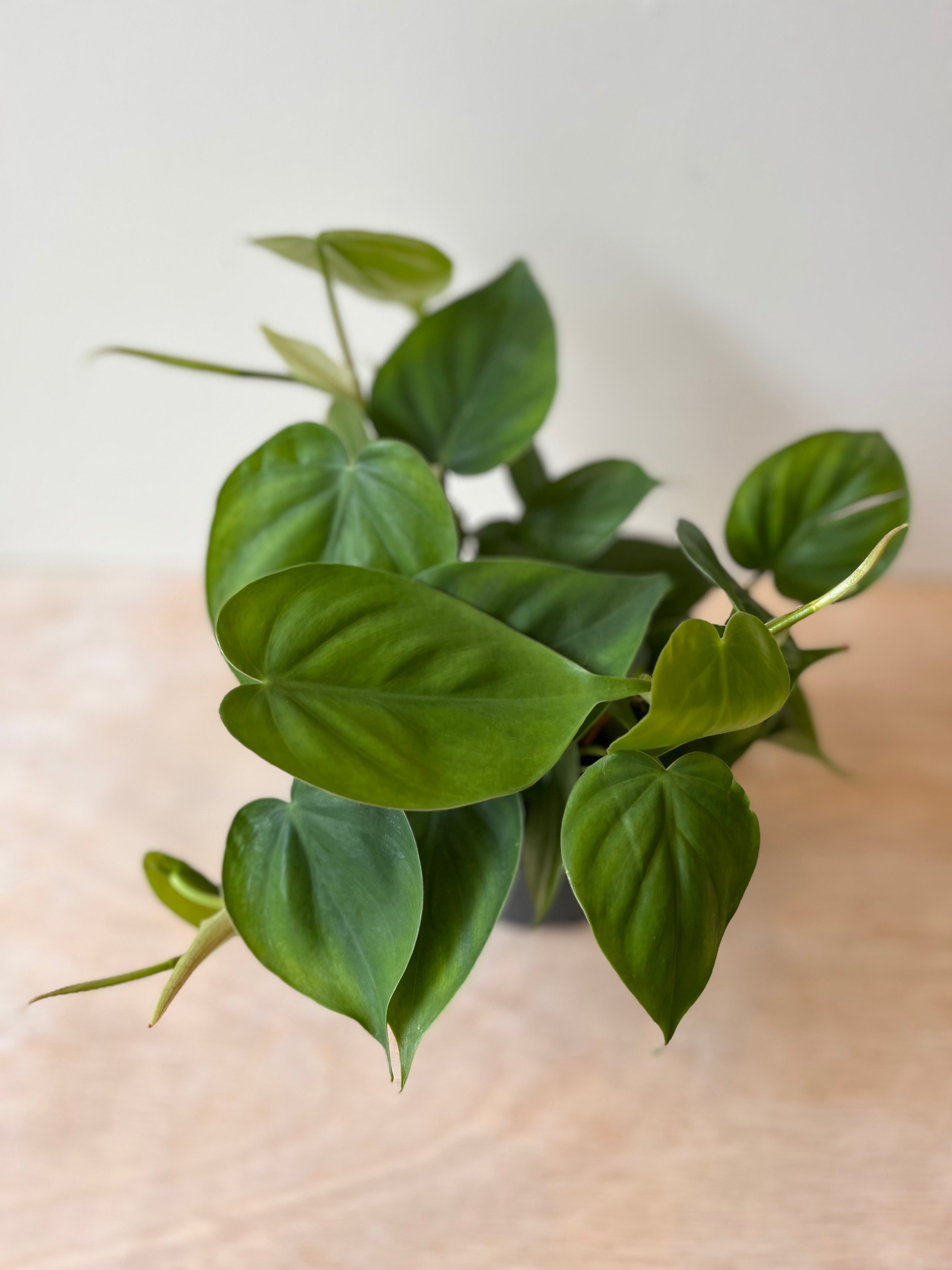 Philodendron Scandens (12cm pot)