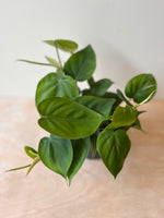 Philodendron Scandens (12cm pot)