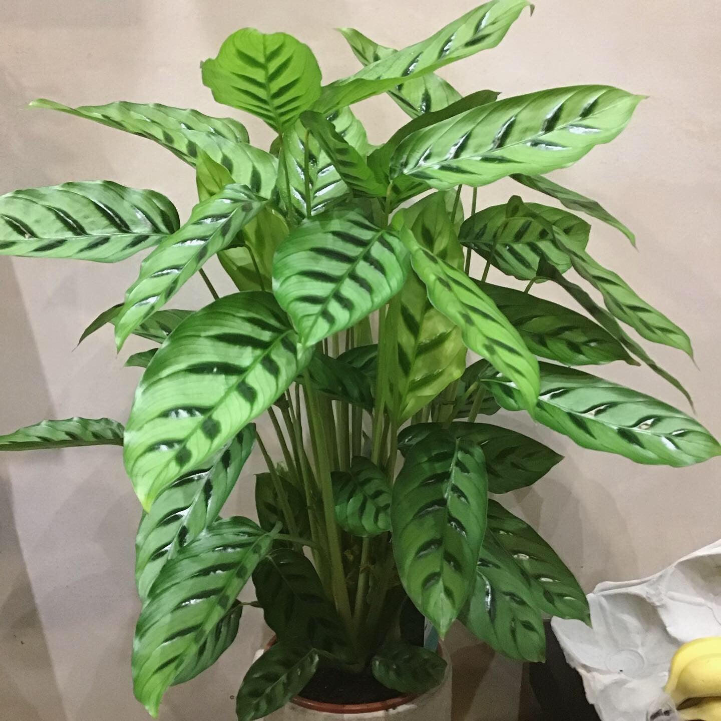Calathea Leopardina