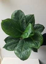 Aglaonema (19cm pot)