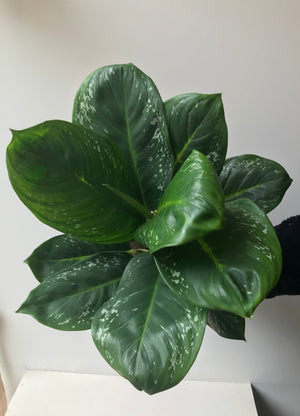 Aglaonema (19cm pot)
