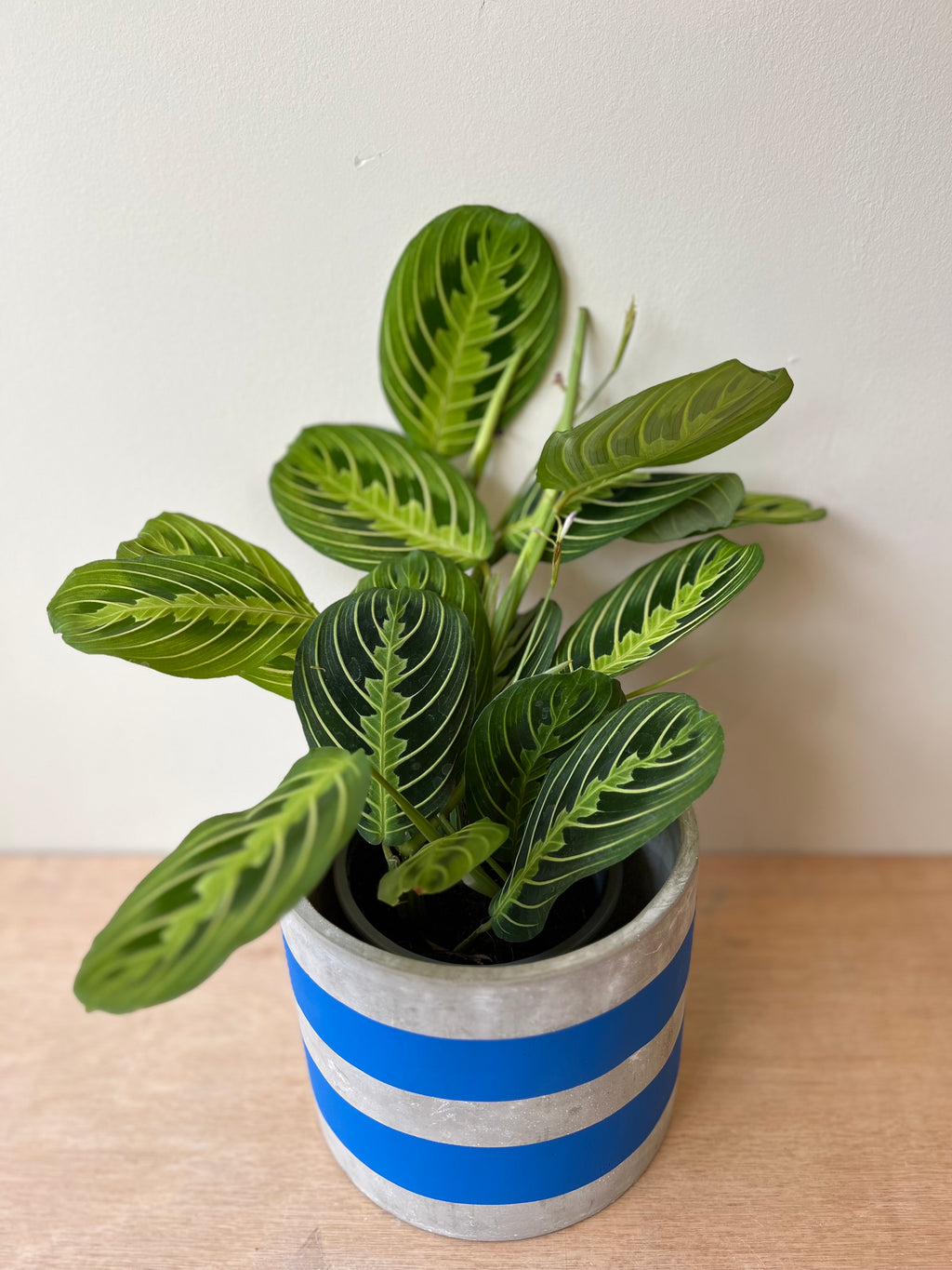 Maranta Lemon & Lime