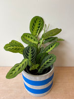 Maranta Lemon & Lime