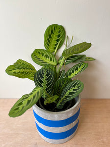 Maranta Lemon & Lime