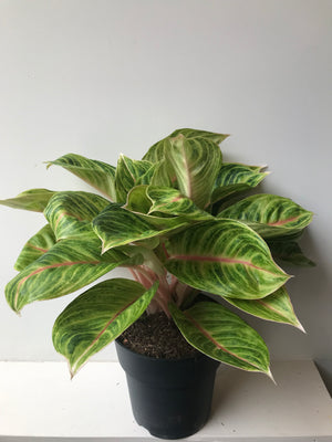Aglaonema (19cm pot)