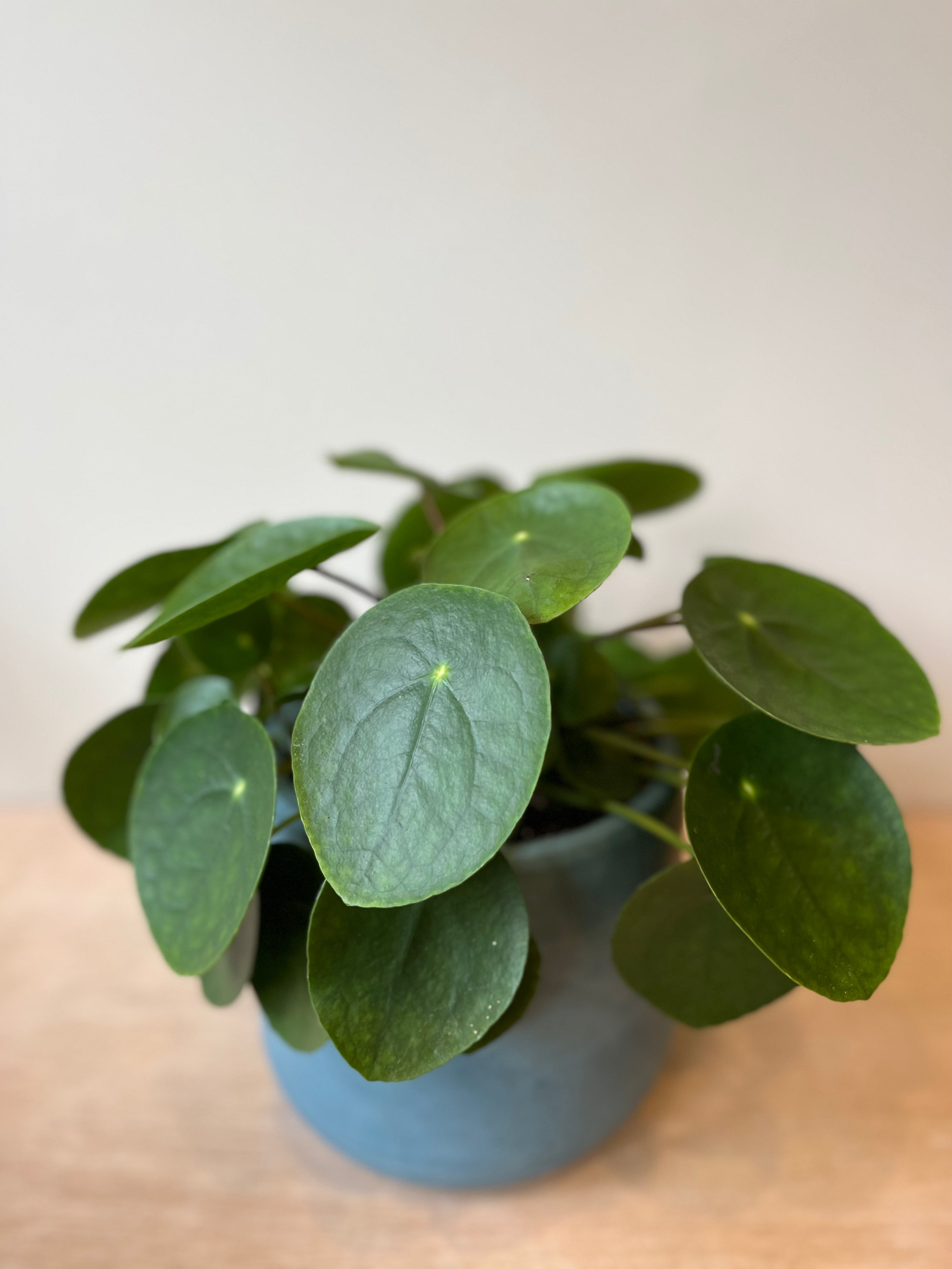 Pilea Peperomoides Medium