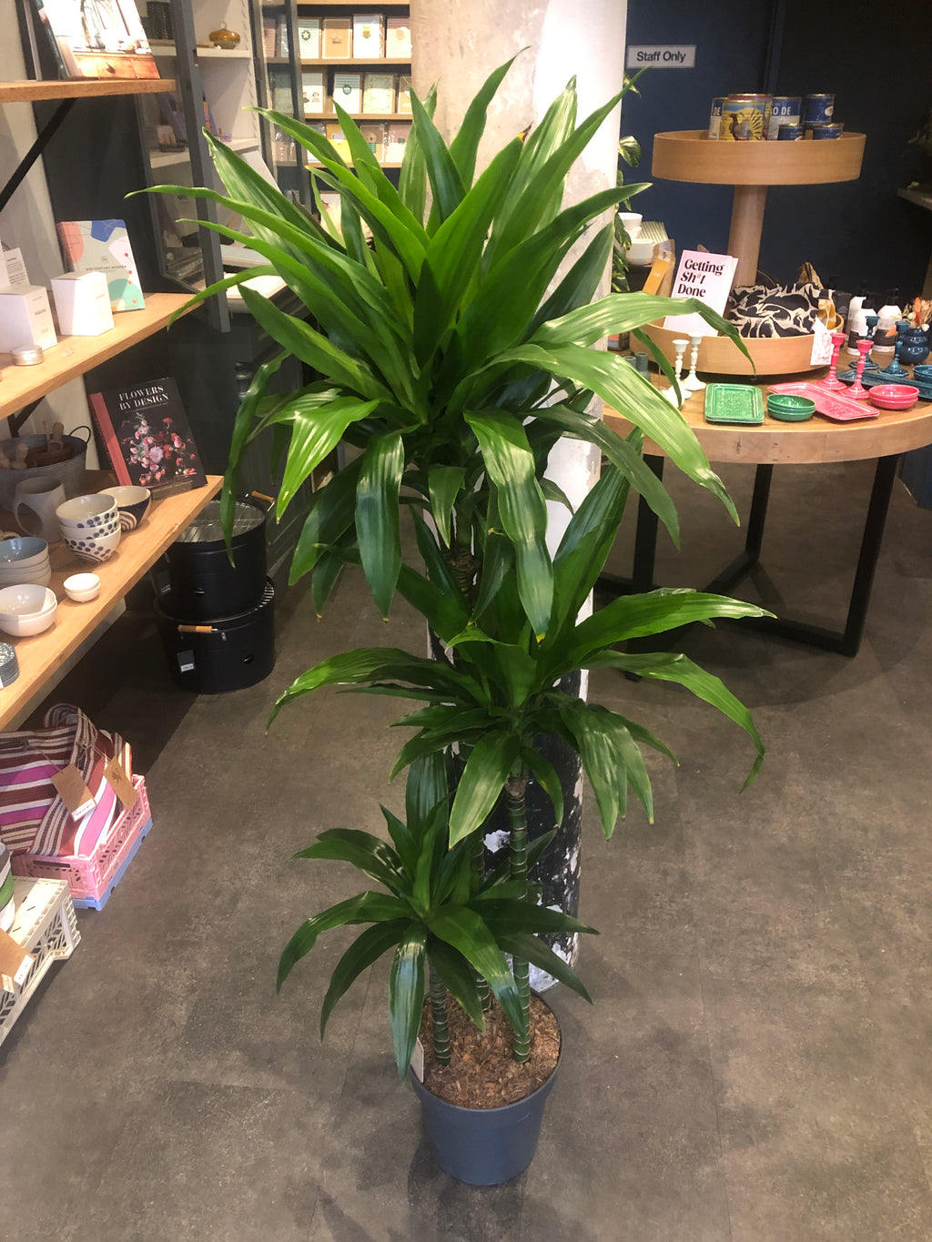 Dracaena Janet Craig (24cm pot)