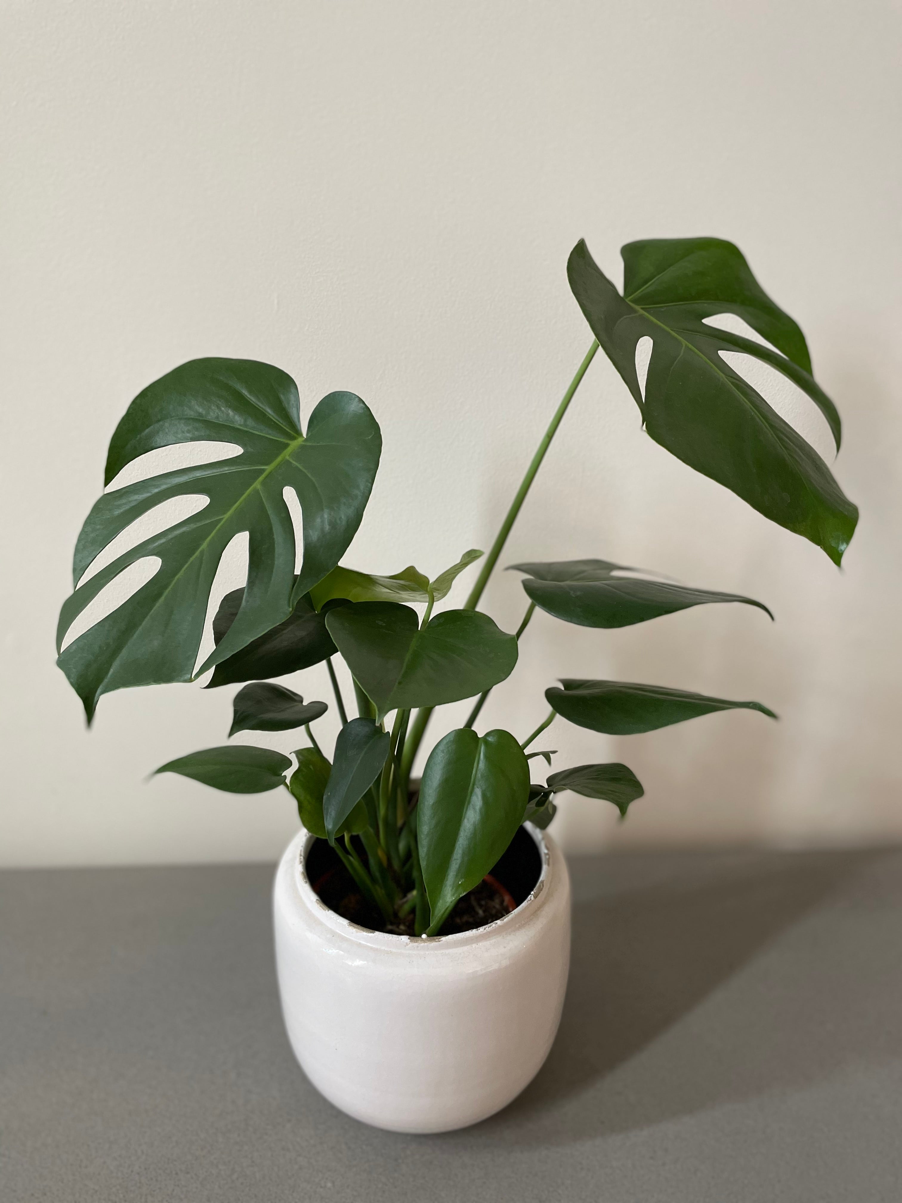 Monstera Deliciosa (21cm pot)