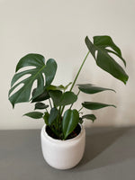 Monstera Deliciosa (21cm pot)