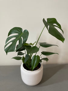 Monstera Deliciosa (21cm pot)