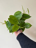 Philodendron Scandens (12cm pot)
